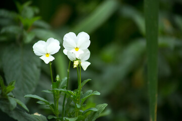 white and yellow flowers