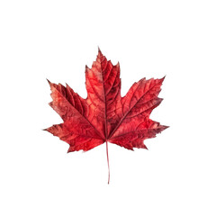 Red maple leaf isolated on white background