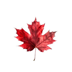 Red maple leaf isolated on white background