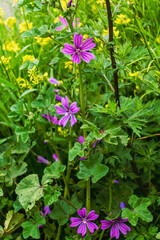Fototapeta premium Mallow flower at the side of a road, malva sylvestris
