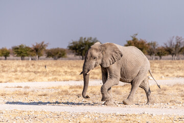 Obraz premium Telephoto shot of one African Elephant -Loxodonta Africana- running across the plains of Etosha National Park, Namibia.