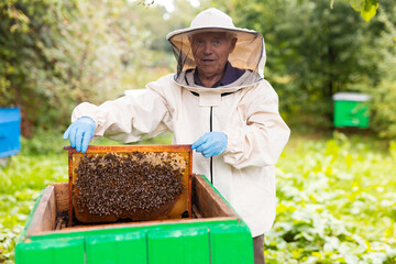 Beekeeper working in the apiary. Beekeeping concept. Beekeeper harvesting honey