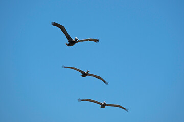 Group of three Brown Pelicans flying in a loose formation in a clear blue sky.