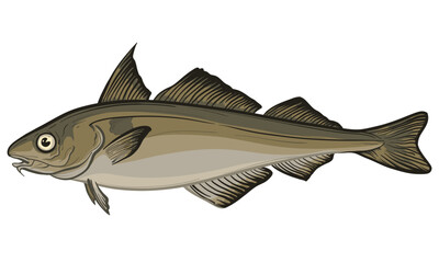 Vector illustration of haddock. Haddock isolated on a white background.
