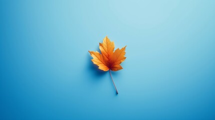 A leaf is isolated on a blue background