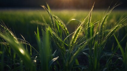 Fototapeta premium Summer concept young green wheat sprouted on the field young plants sway in the wind.