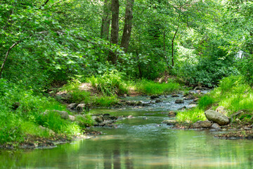 Rivière dans une forêt