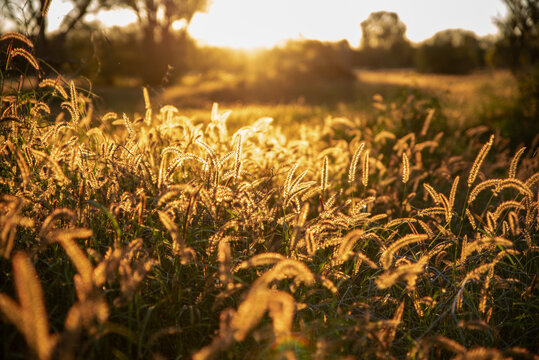 Golden Grass seed heads backlit by sunset light