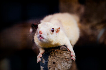 Closeup of a White squirrel