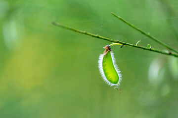 Gros plan sur une feuille à contre-jour