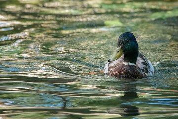 Beautiful wild ducks swim in a pond.