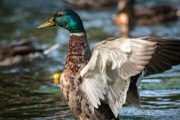 Beautiful wild ducks swim in a pond.