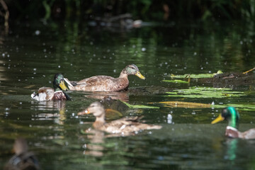 Beautiful wild ducks swim in a pond.