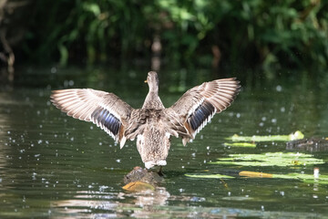 Beautiful wild ducks swim in a pond.