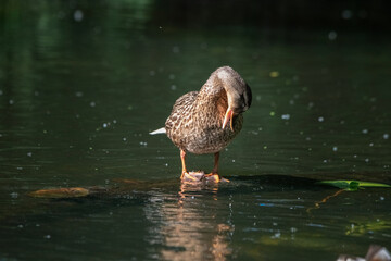 Beautiful wild ducks swim in a pond.