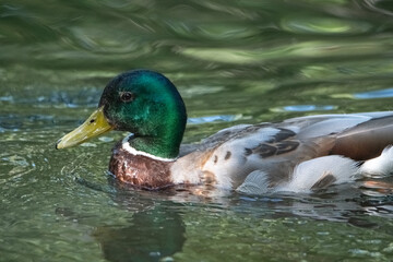 Beautiful wild ducks swim in a pond.