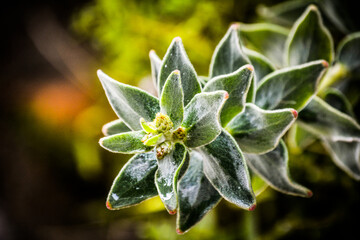 Close up succulent plant. The image highlights the plant's fleshy, green leaves with tiny reddish tips, in a spiral pattern