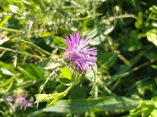 Purple Flower Blooming in Field