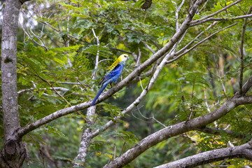 indigo bunting, indigo finch, indigo bird, Passerina cyanea