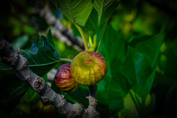 Wild figs in a Spanish forest, a fruit rich in carbohydrates, Fuencaliente, Ciudad Real province