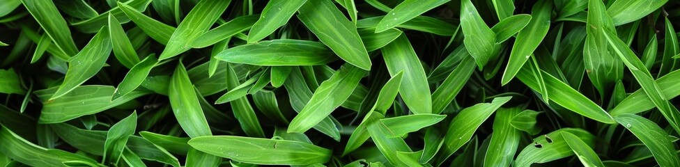 Obraz premium A close-up view of vibrant green grass blades in a lush garden, showcasing the intricate texture and details of nature