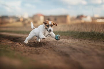 jack russell terrier cheerful dog on a walk in nature in the fields runs happily