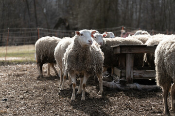 Herd of Sheep Standing on Top of Dry Grass Field