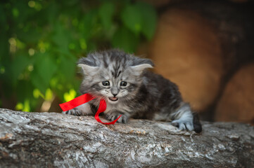 Maine Coon kittens, a beautiful portrait, a walk outside, photos of cats in nature