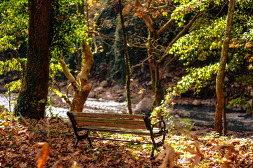 An empty bench in a tranquil autumn forest, symbolizing waiting, solitude, and reflection.