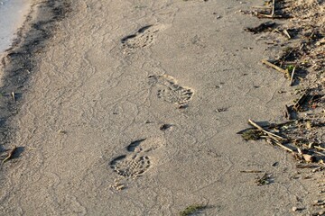 three human shoe footprints in the sand of a lakeside beach