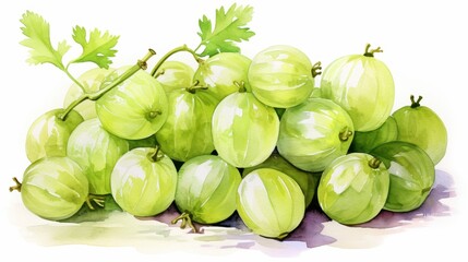 A watercolor of gooseberries clipart, isolated on white background