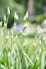 Nature background with spring flowers. Selective and soft focus. Close up.