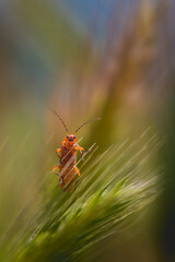 common red soldier beetle close-up in morning light