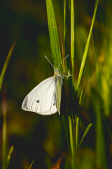 large white close-up in the morning light