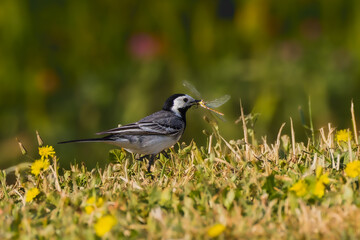 White Wagtail in the morning light