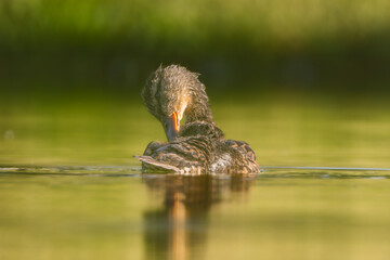 Mallard on a pond in the morning light