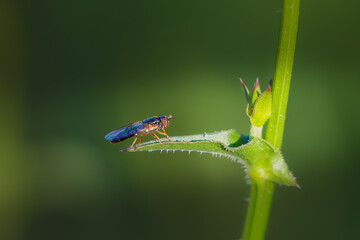false blister beetle close-up in morning light
