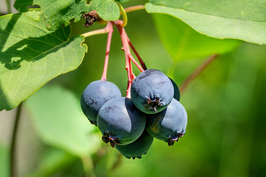 Ripe juneberries, saskatoon berries fruits (amelanchier alnifolia &ndash; variety Greatberry Farm)