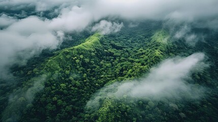 Obraz premium Aerial view of lush green rainforest covered in heavy mist and clouds, displaying the beauty of nature and tropical wilderness.