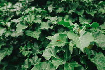 green leaves background