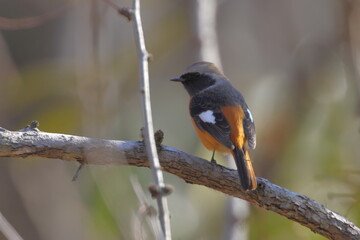 ジョウビタキ　オス　スズメ目ヒタキ科