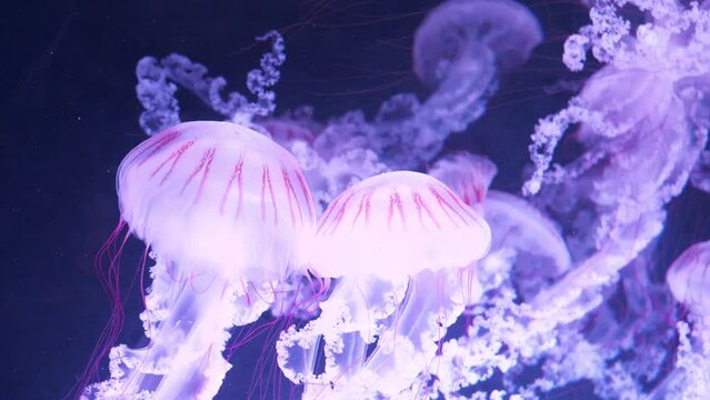 Pair of beautiful jellyfish rise to surface of ocean. Medusas swims underwater,  beautiful Slow Motion video
