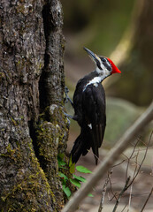 spotted woodpecker