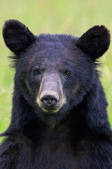 Fototapeta premium close up of a bear