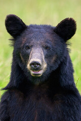 Fototapeta premium portrait of a bear