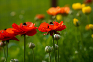 Obraz premium Orange, red ranunculus flowers growing in an outdoor garden space. Bokeh, soft background.