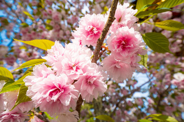 【宮城県】塩竃神社の桜