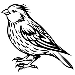canary   silhouette vector  illustration svg