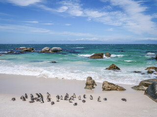 Les manchots de Boulders Beach au Cap en Afrique du Sud