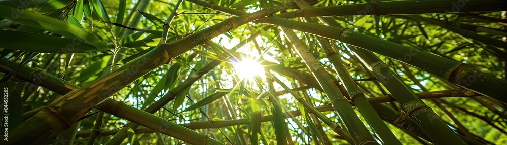 Poster sunlight shining through dense green bamboo forest, creating a serene and tranquil natural environme